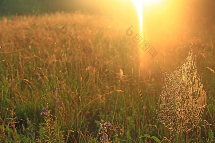 大蜘蛛网在叶片场太阳光黎明蜘蛛rsquo网络夏天场太阳射线黎明夏天场黎明滴露水草黎明夏天景观与场草和蜘蛛网太阳光黎明