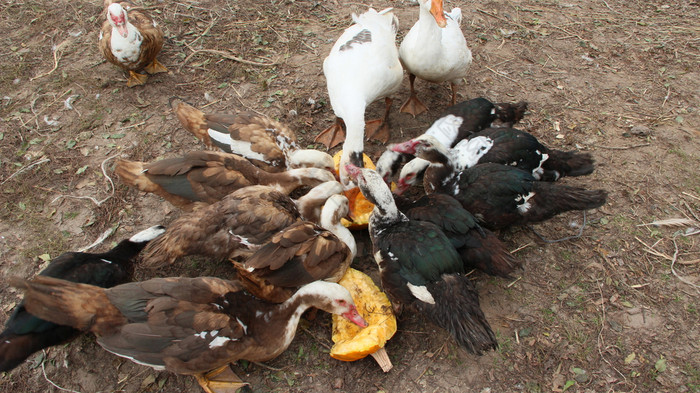 鸭子鹅和俄国鸭子吃南瓜家禽家禽提要院子里鸭子鹅和俄国鸭子吃南瓜家禽