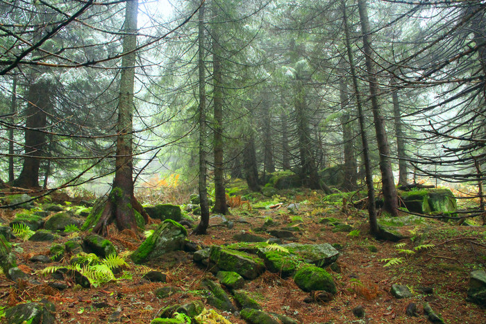 山森林密集的雾常绿森林与大梳理和长满青苔的石头雾木野生松柏科的森林有雾的景观与冷杉木山森林密集的薄雾绿森林与大梳理和长满青苔的石头