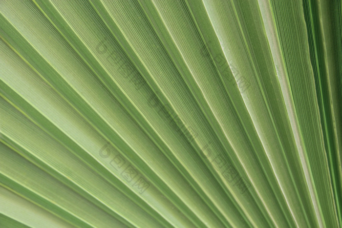 关闭棕榈叶纹理绿色纹理棕榈叶子行和纹理绿色棕榈叶子自然背景自然模式绿色纹理棕榈叶子自然模式