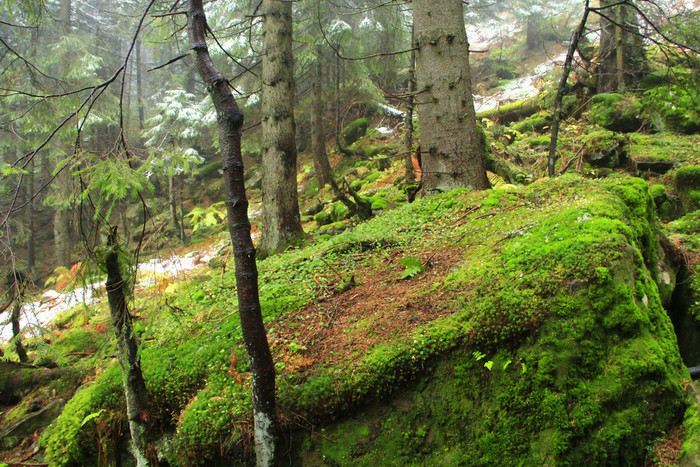 大石头石头杂草丛生的与绿色莫斯密集的森林常绿木山森林密集的雾常绿森林与大梳理和长满青苔的石头雾木野生松柏科的森林大石头石头杂草丛生的与绿色莫斯密集的森林常绿木