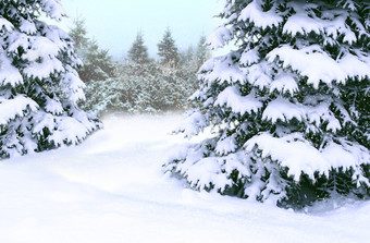 美丽的冬天森林<strong>梳理</strong>覆盖白色雪木<strong>梳理</strong>分支机构覆盖与雪圣诞节树雪冬天森林童话语言美丽的树覆盖与雪森林<strong>梳理</strong>覆盖与雪美丽的冬天森林童话语言美丽的树