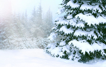 美丽的景观与冬天森林下雪森林梳理覆盖白色雪木阳光明媚的一天与阳光冬天木阳光明媚的射线在<strong>松柏</strong>冬天森林阳光明媚的射线在<strong>松柏</strong>冬天森林美丽的景观与冬天木