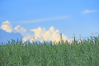 绿色种植园燕麦成长场燕麦耳朵对蓝色的天空燕麦成熟场农业植物成长场燕麦成熟场农业植物成长场