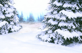 美丽的冬天森林梳理覆盖白色雪木梳理分支机构覆盖与雪圣诞节树雪冬天森林快乐圣诞节夏娃梳理覆盖与雪美丽的冬天森林快乐圣诞节夏娃