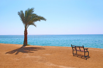 空板凳上和棕榈树附近海tripical景观异国情调的放松假期概念空板凳上附近海tripical景观