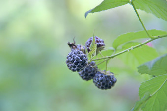 作物<strong>黑色</strong>的树莓与成熟的浆果新鲜的和甜蜜的<strong>黑色</strong>的树莓挂分支特写镜头成熟的树莓<strong>水果</strong>花园收获rubusoccidentalis<strong>黑色</strong>的树莓浆果成熟的rubusoccidentalis布什