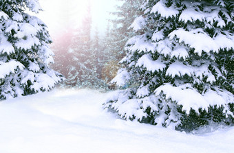 美丽的冬天森林梳理覆盖白色雪<strong>木梳</strong>理分支机构覆盖与雪圣诞节树雪冬天森林快乐圣诞节夏娃梳理覆盖与雪美丽的冬天森林快乐圣诞节夏娃