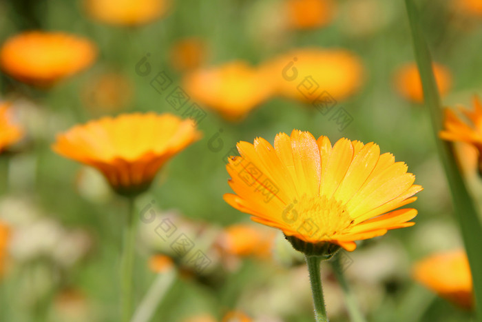 美丽的花黄色的和橙色Herbal聚开花床上花园美丽的花黄色的聚花床上