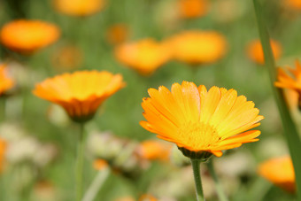 美丽的花黄色的和橙色Herbal聚开花床上花园美丽的花黄色的聚花床上