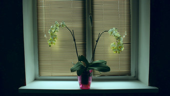 兰花盛开的窗台两个分支机构盛开的兰花窗台上附近窗口与关闭百叶窗能花美丽的热带兰花花能窗台上兰花盛开的窗台上能花黄色的兰花