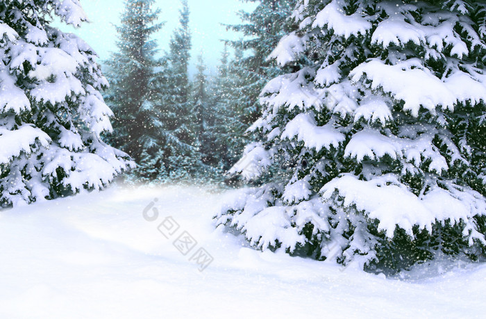 美丽的冬天森林梳理覆盖白色雪木梳理分支机构覆盖与雪圣诞节树雪冬天森林快乐圣诞节夏娃梳理覆盖与雪美丽的冬天森林快乐圣诞节夏娃