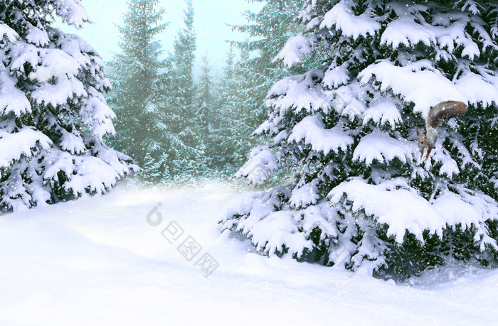 冬天森林与梳理覆盖与雪森林梳理雪站冬天木美丽的圣诞节和新一年树圣诞节树雪冬天森林冬天森林与梳理覆盖与雪森林快乐圣诞节夏娃