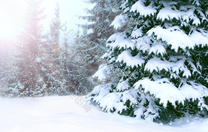 冬天森林与梳理覆盖与雪森林梳理雪站冬天木美丽的圣诞节和新一年树圣诞节树雪冬天森林冬天森林与梳理覆盖与雪森林快乐圣诞节夏娃