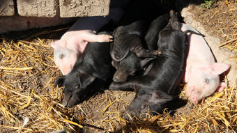 猪玩和睡眠院子里农场粉红色的小猪晒太阳和睡眠有趣的猪年轻的婴儿小猪玩院子里粉红色的小猪晒太阳和睡眠