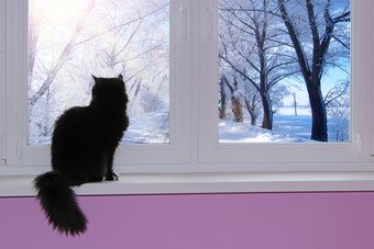 猫坐着窗台上和看出窗口明亮的冬天一天黑色的猫欣赏冬天视图从窗口与树白霜宠物享受视图从窗口明亮的冬天一天猫坐着窗台上和看出窗口明亮的冬天一天