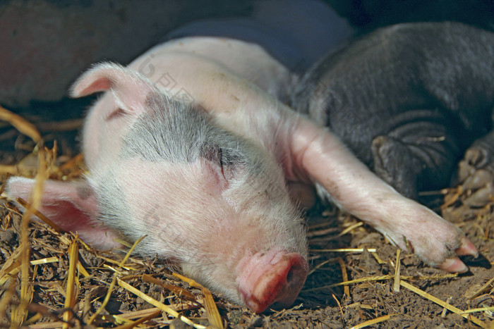 粉红色的小猪睡觉和姥农场粉红色的小猪晒太阳和睡眠有趣的猪年轻的婴儿小猪休息院子里粉红色的小猪睡觉和姥农场