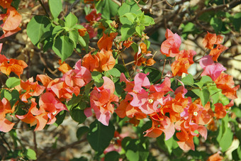 叶子花属花与绿色叶子淡紫色叶子花属<strong>花开</strong>花花园红色的花盛开的布什关闭视图叶子花属红色的花热带花布什淡紫色叶子花属<strong>花开</strong>花布什花园