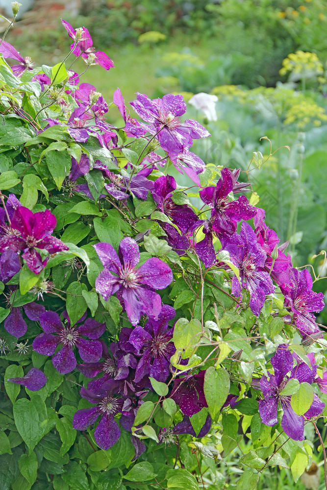 美丽的花铁线莲附近房子大布什铁线莲日益增长的花园铁线莲攀爬花园附近房子美丽的紫色的铁线莲开花美丽的蓝色的花铁线莲花园花