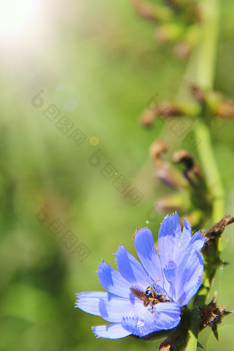 蓝色的花cichorium盛开的<strong>阳光</strong>明媚的射线夏天特写镜头药用花成长附近路场药用plantays夏天特写镜头蓝色的花cichorium盛开的<strong>阳光</strong>明媚的射线夏天特写镜头