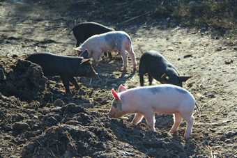 小猪玩和快乐的运行农场院子里有趣的猪婴儿小猪玩院子里小猪生活农场村小猪挖掘肥料小猪玩和快乐的运行农场院子里