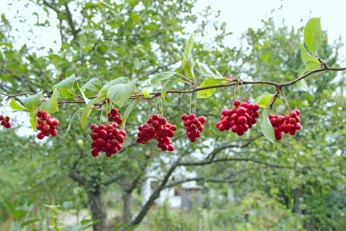 分支机构红色的schisandrahanging行集群成熟的五味子属作物有用的植物红色的五味子属挂行绿色分支五味子属对植物与水果分支红色的五味子属挂行束成熟的五味子属