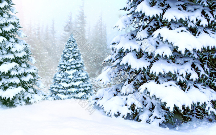 美丽的冬天森林梳理覆盖白色雪木梳理分支机构覆盖与雪圣诞节树雪冬天森林美丽的树覆盖与雪森林森林与梳理覆盖与雪美丽的冬天森林