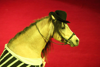 马帽执行马戏团环美丽的肖像马戏团时尚动物头马帽红色的背景马帽执行马戏团环肖像马戏团时尚动物