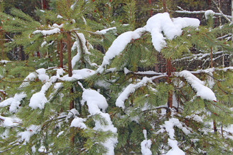 分支机构松树覆盖雪森林松树雪森林树冬天冬天森林与松树覆盖与雪分支机构松树覆盖雪森林