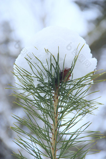 前松与雪覆盖针分支机构松树覆盖雪森林松树雪森林树冬天前松与雪覆盖针