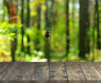 桌子上空间与免费的的地方森林背景与蜘蛛蜘蛛网空前木表格与图像自然森林视图老木站与视图森林昆虫古董黑暗董事会桌子上空间与免费的的地方森林背景与蜘蛛蜘蛛网