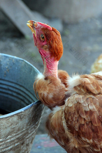 母鸡喝水从桶家禽院子里国内鸟生活农场母鸡喝水从桶家禽院子里国内鸟