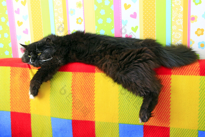 懒惰的黑色的猫铺设彩色的回来沙发黑色的和白色猫铺设回来沙发与彩色的织物多北极动物有休息黑色的猫铺设彩色的回来沙发多北极动物有休息