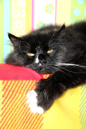 懒惰的黑色的猫铺设彩色的回来<strong>沙发</strong>黑色的和白色猫铺设回来<strong>沙发</strong>与彩色的织物多北极动物有休息黑色的猫铺设彩色的回来<strong>沙发</strong>多北极动物有休息