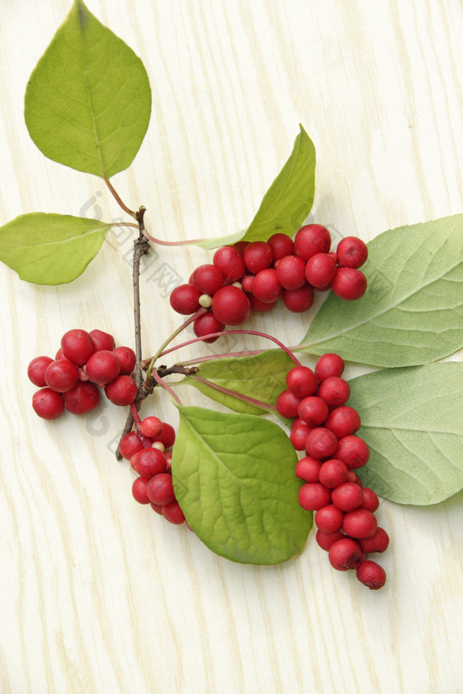 成熟的水果红色的五味子属与绿色叶子丰富的收获成熟的和红色的五味子属有用的浆果五味子属成熟的水果红色的五味子属与绿色叶子