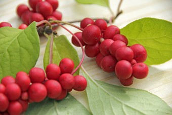 成熟的水果红色的五味子属与绿色叶子丰富的收获成熟的和红色的五味子属成熟的水果红色的五味子属与绿色叶子