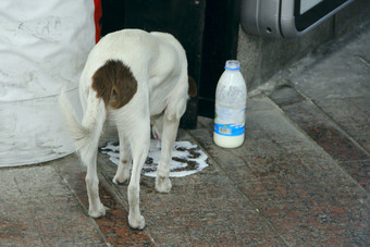 无家可归的人狗杂种喝泄漏牛奶地铁白色狗喝牛奶从水坑路无家可归的人狗杂种喝泄漏牛奶地铁狗喝牛奶