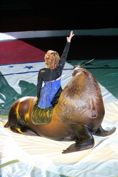 女动物教练坐着回来海狮子马戏团环女人采取部分显示在一起与海狮子马戏团女人教练显示数量与海洋哺乳动物女动物教练坐着回来海狮子马戏团环海洋哺乳动物