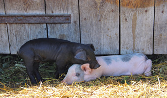 夫妇小猪拥抱院子里粉红色的和黑色的小猪拥抱附近农场栅栏婴儿小猪玩院子里小猪生活农场村夫妇小猪拥抱粉红色的和黑色的小猪拥抱附近农场栅栏