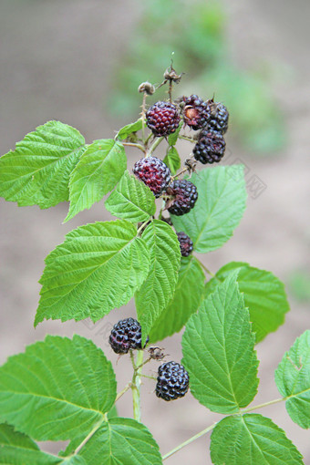 黑色的树莓挂布什成熟的rubusoccidentalis分支特写镜头成熟的树莓收获rubusoccidentalis黑色的树莓挂布什成熟的rubusoccidentalis分支