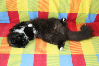 懒惰的黑色的猫铺设彩色的沙发黑色的和白色猫铺设回来沙发与彩色的织物多北极动物有休息黑色的猫铺设彩色的沙发多北极动物有休息