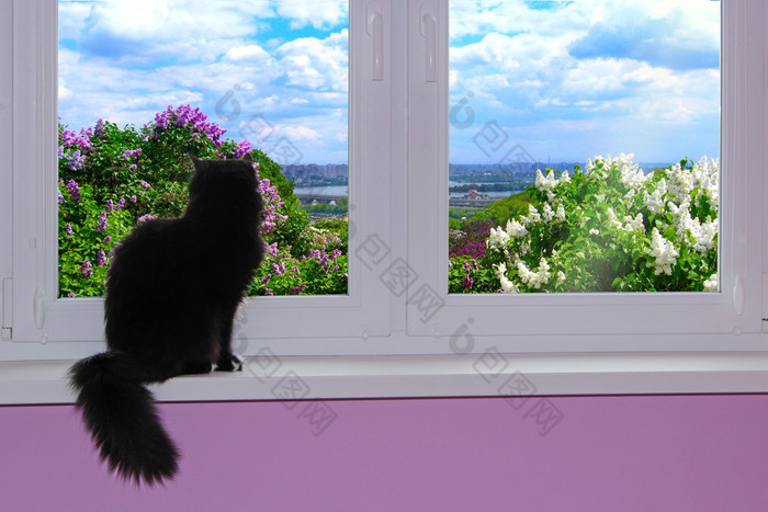 黑色的猫坐窗台上和看出窗口俯瞰盛开的春天花园首页安慰春天院子里景观与盛开的淡紫色和天空与云从窗口猫坐窗台上和看出窗口俯瞰盛开的春天花园