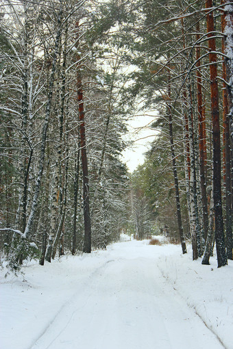 雪路冬天松森<strong>林</strong>松森<strong>林</strong>冬天走通过冬天森<strong>林</strong>道路之间的高树雪木雪路冬天松森<strong>林</strong>道路之间的高树雪木