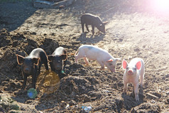 小猪玩和快乐的运行农场院子里有趣的猪阳光明媚的射线婴儿小猪玩院子里小猪生活农场村小猪挖掘肥料小猪玩和快乐的运行农场院子里有趣的猪阳光明媚的射线