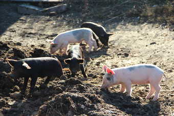 小猪玩和快乐的运行农场院子里有趣的猪阳光明媚的射线婴儿小猪玩院子里小猪生活农场村小猪挖掘肥料小猪玩和快乐的运行农场院子里有趣的猪