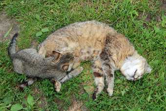 灰色的小猫吸牛奶从妈妈。猫铺设绿色草小小猫吸牛奶婴儿猫吸妈妈。过程喂养小猫灰色的小猫吸牛奶从妈妈。猫铺设绿色草