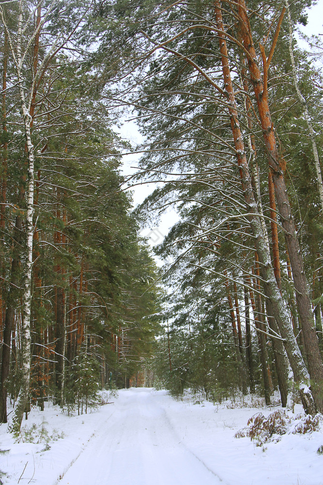 雪路冬天松森林松森林冬天走通过冬天森林道路之间的高树雪木雪路冬天松森林道路之间的高树雪木