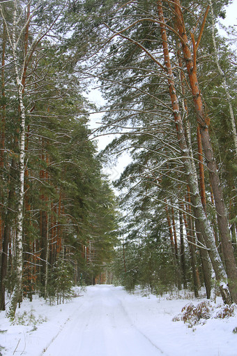 雪路冬天松森林松森林冬天走通过冬天森林道路之间的高树雪木雪路冬天松森林道路之间的高树雪木