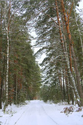 雪路冬天松森<strong>林</strong>松森<strong>林</strong>冬天走通过冬天森<strong>林</strong>道路之间的高树雪木雪路冬天松森<strong>林</strong>道路之间的高树雪木