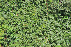 厚灌木丛棘球蚴花园绿色墙从卷曲的植物野生绿色藤本植物绿色叶子棘球蚴盛开的棘球蚴夏天棘球蚴日益增长的花园绿色墙从卷曲的植物